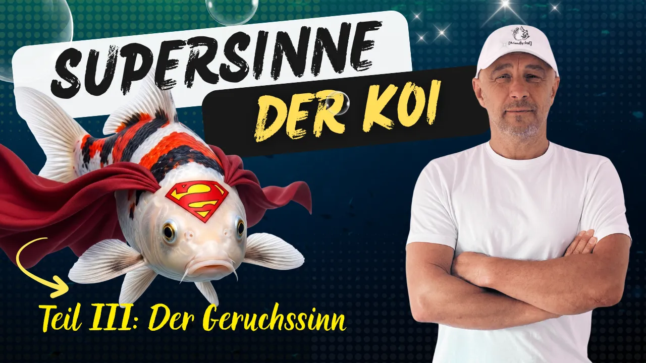 Der Geruchssinn der Kois: Warum deine Teichfische echte Spürnasen sind