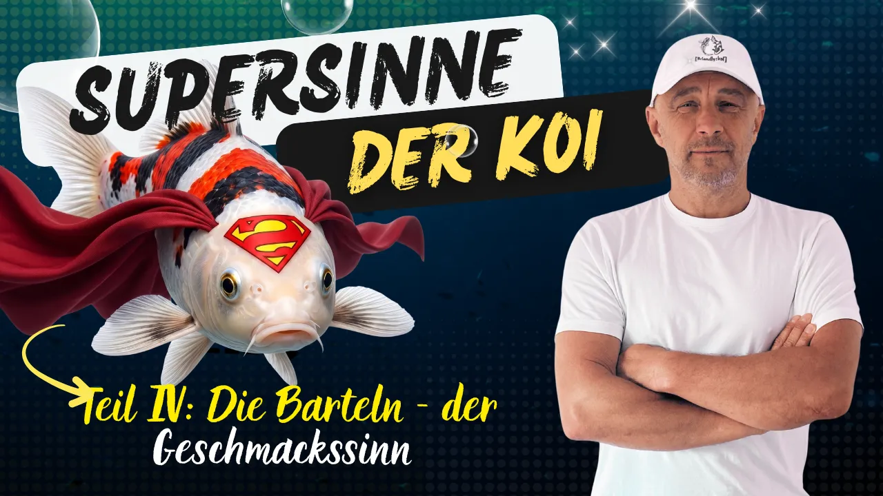 Koi Barteln & Geschmackssinn: Warum dich deine Fische blind verstehen