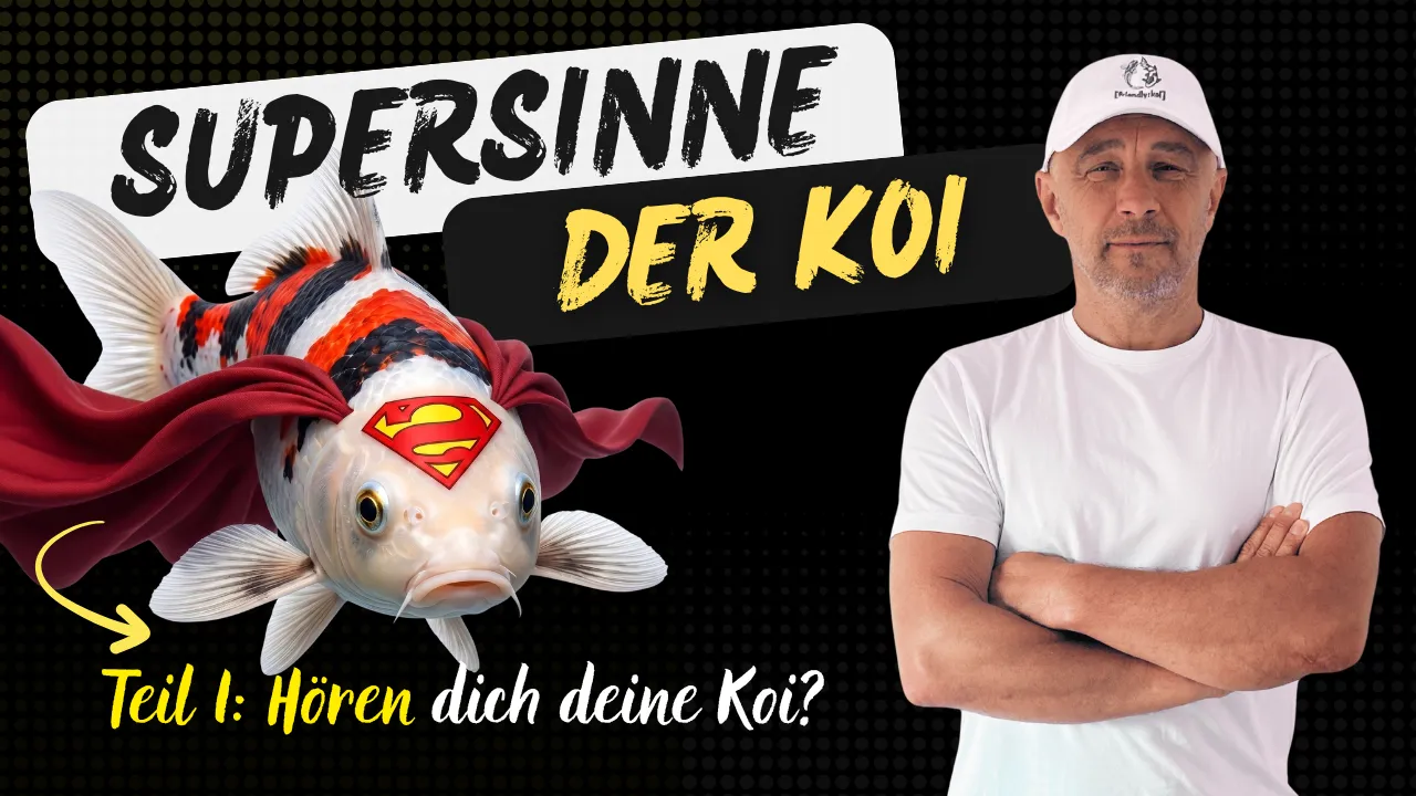 Können Kois hören? Das faszinierende Gehör und warum Lärm im Teich krank macht