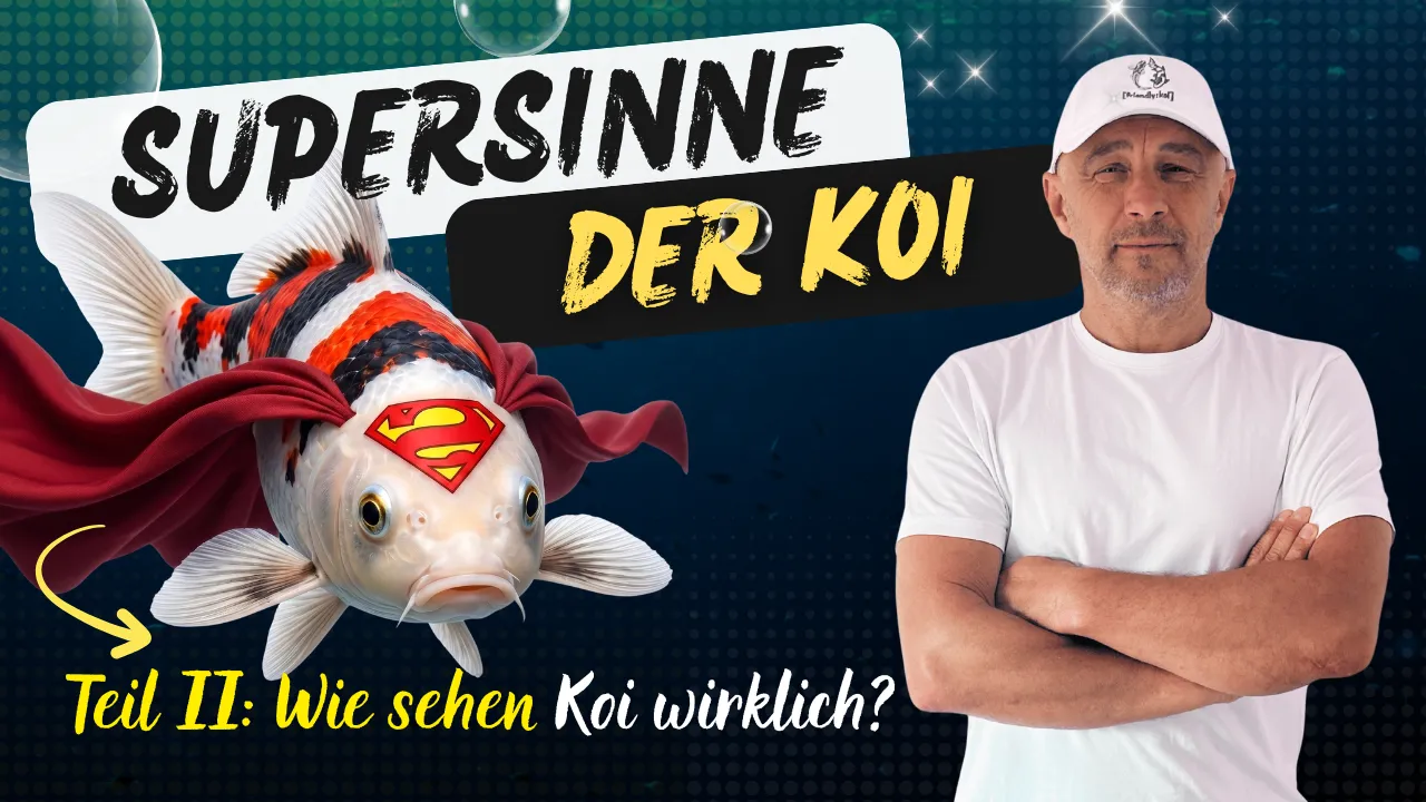 Wie sehen Koi Fische wirklich? Das Geheimnis hinter ihrem Sehvermögen
