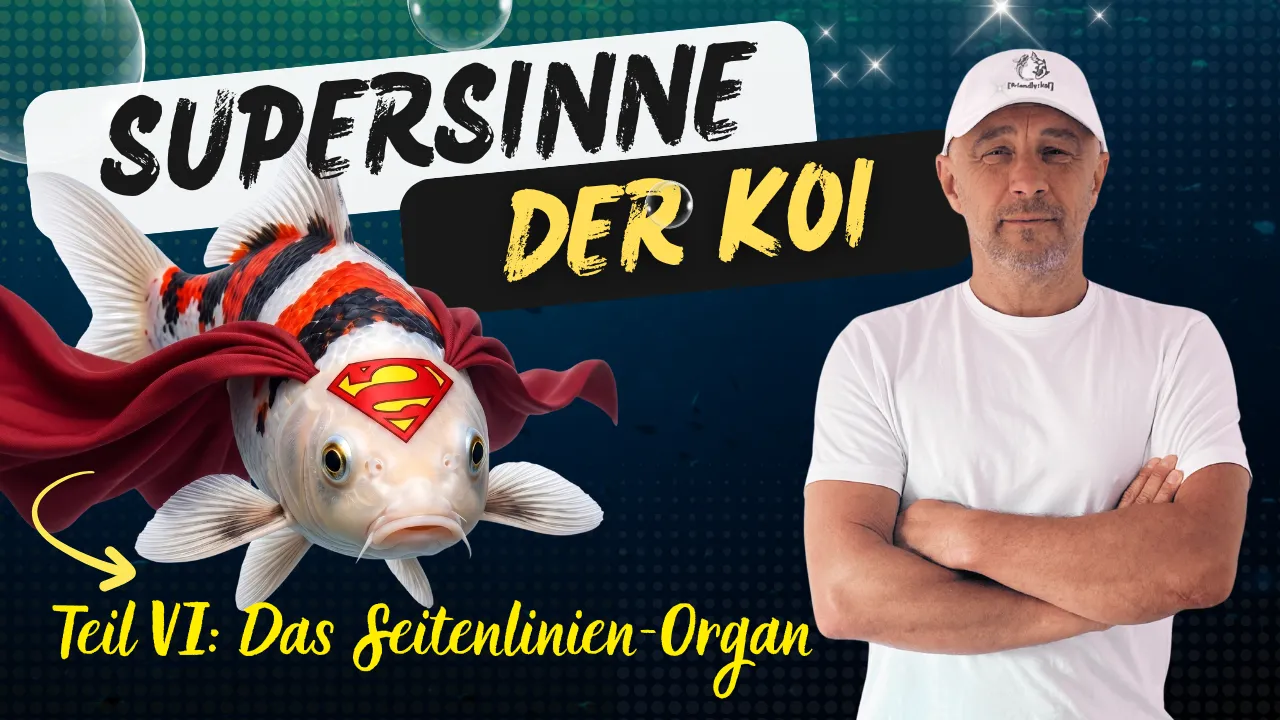 Das Seitenlinienorgan der Koi: Wie der „sechste Sinn“ deine Fische das Wasser lesen lässt