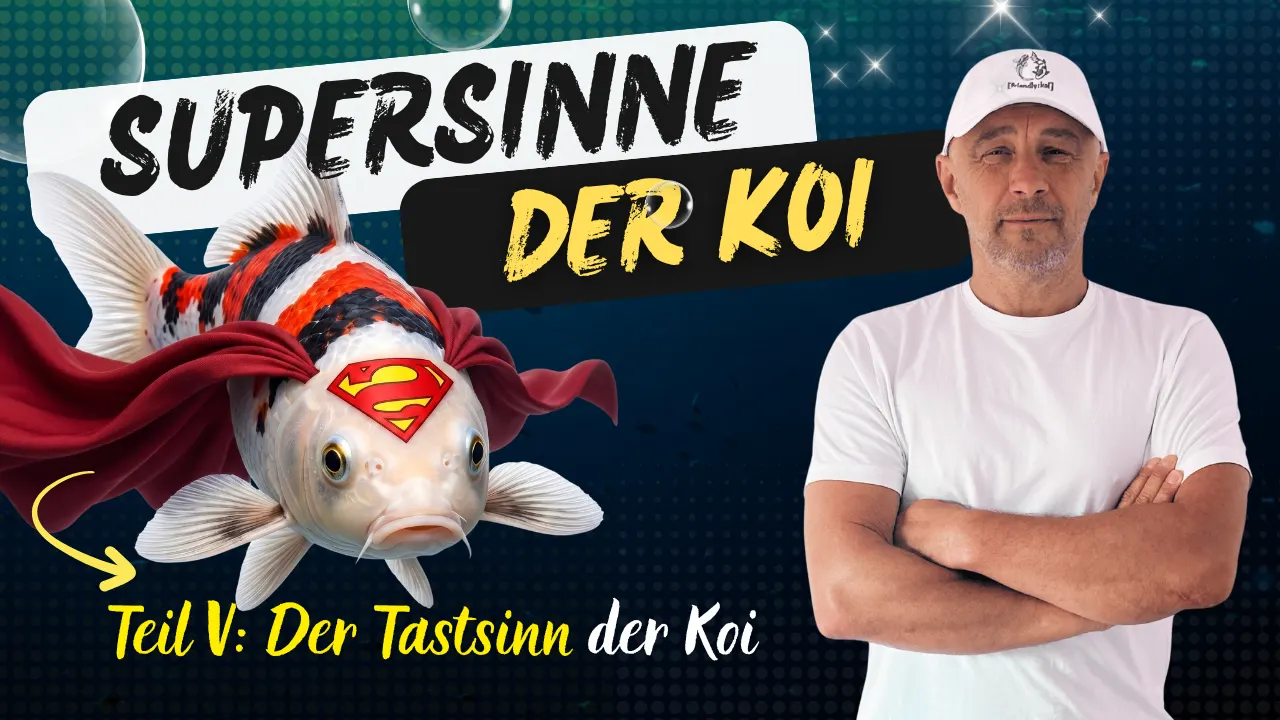 Wie Kois ihre Welt „ertasten“: Das faszinierende Geheimnis des Koi-Tastsinns