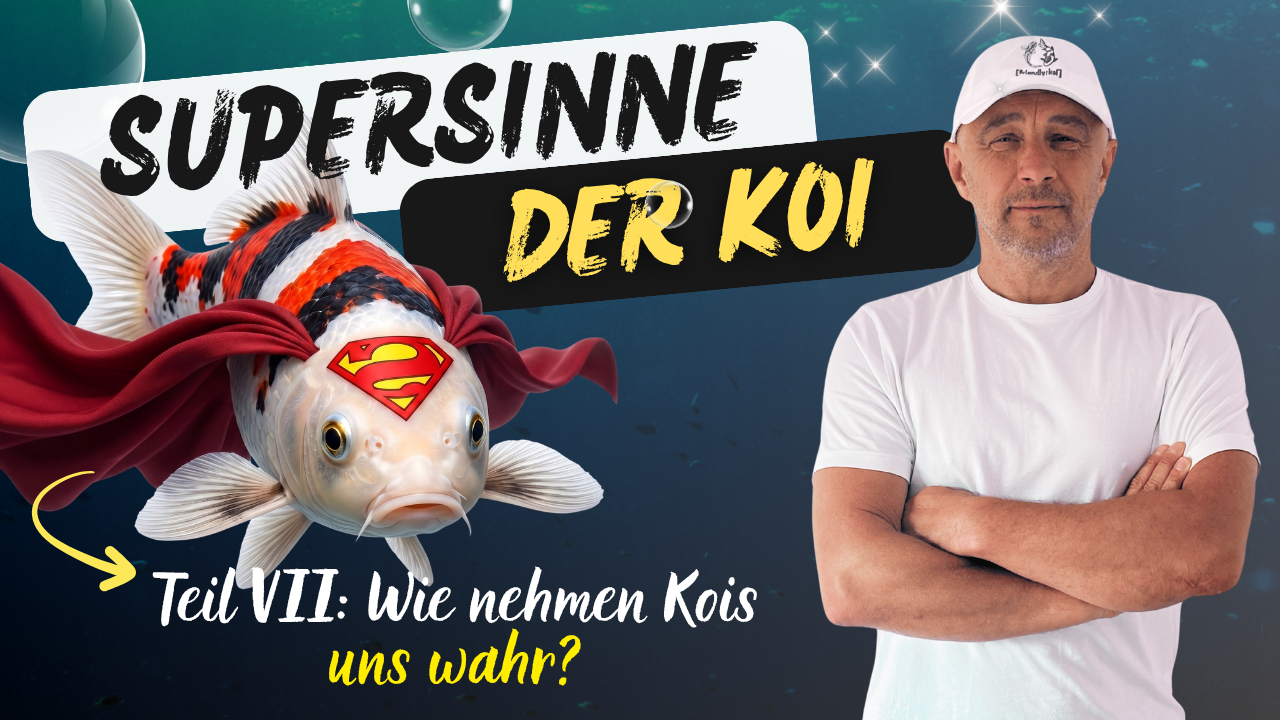 Wie nehmen Kois uns wahr? Das Geheimnis multisensorischer Fische (und wie sie zahm werden)
