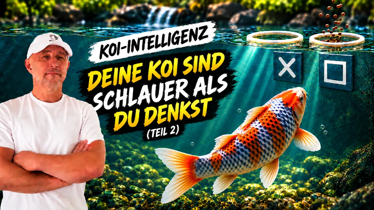 Die faszinierende Wahrheit über Koi Intelligenz: Sind deine Fische schlauer als du denkst?